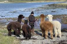 Leafield Alpaca Trekking for Alpaca Trekking