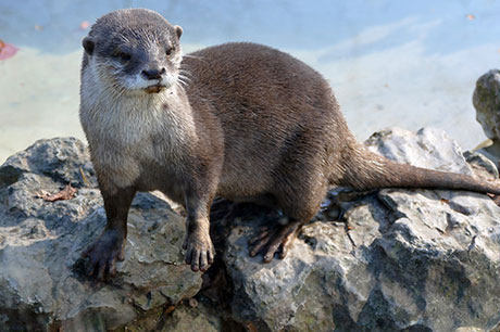 Picture representing WildBute on the Isle of Bute