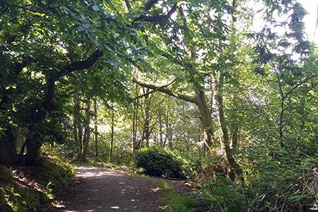 Picture representing Skeoch Wood on the Isle of Bute