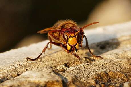 Picture representing Argyll & Bute Pest Control on the Isle of Bute