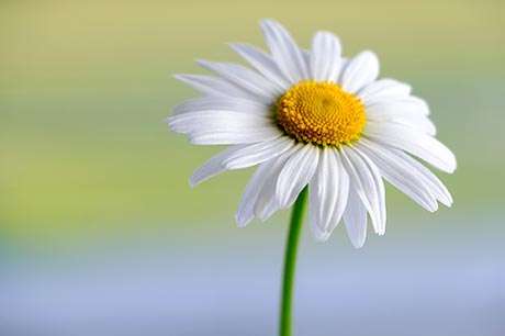 Picture representing Fresh as a Daisy Eco Cleaning Services Isle of Bute