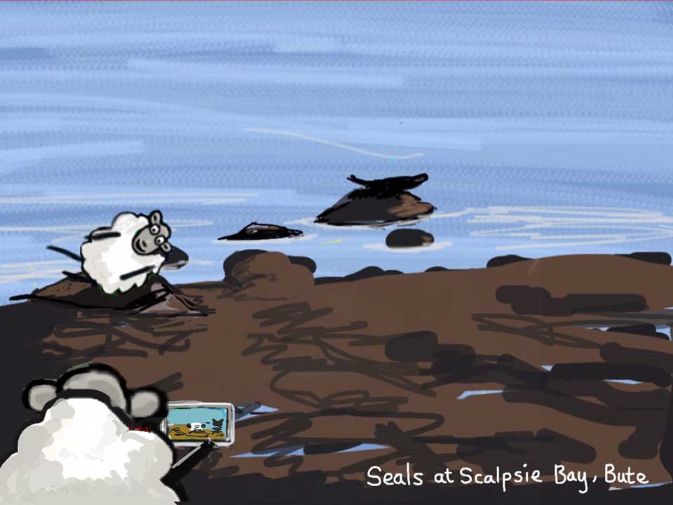 When Colin the Sheep visited Scalpsie Bay